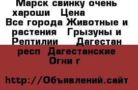 Марск свинку очень хароши › Цена ­ 2 000 - Все города Животные и растения » Грызуны и Рептилии   . Дагестан респ.,Дагестанские Огни г.